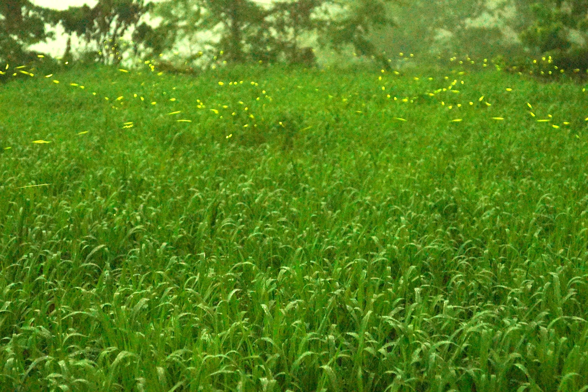 樸活合作農地的夜間環境，螢火蟲飛舞，是低農藥、友善生態的象徵。
