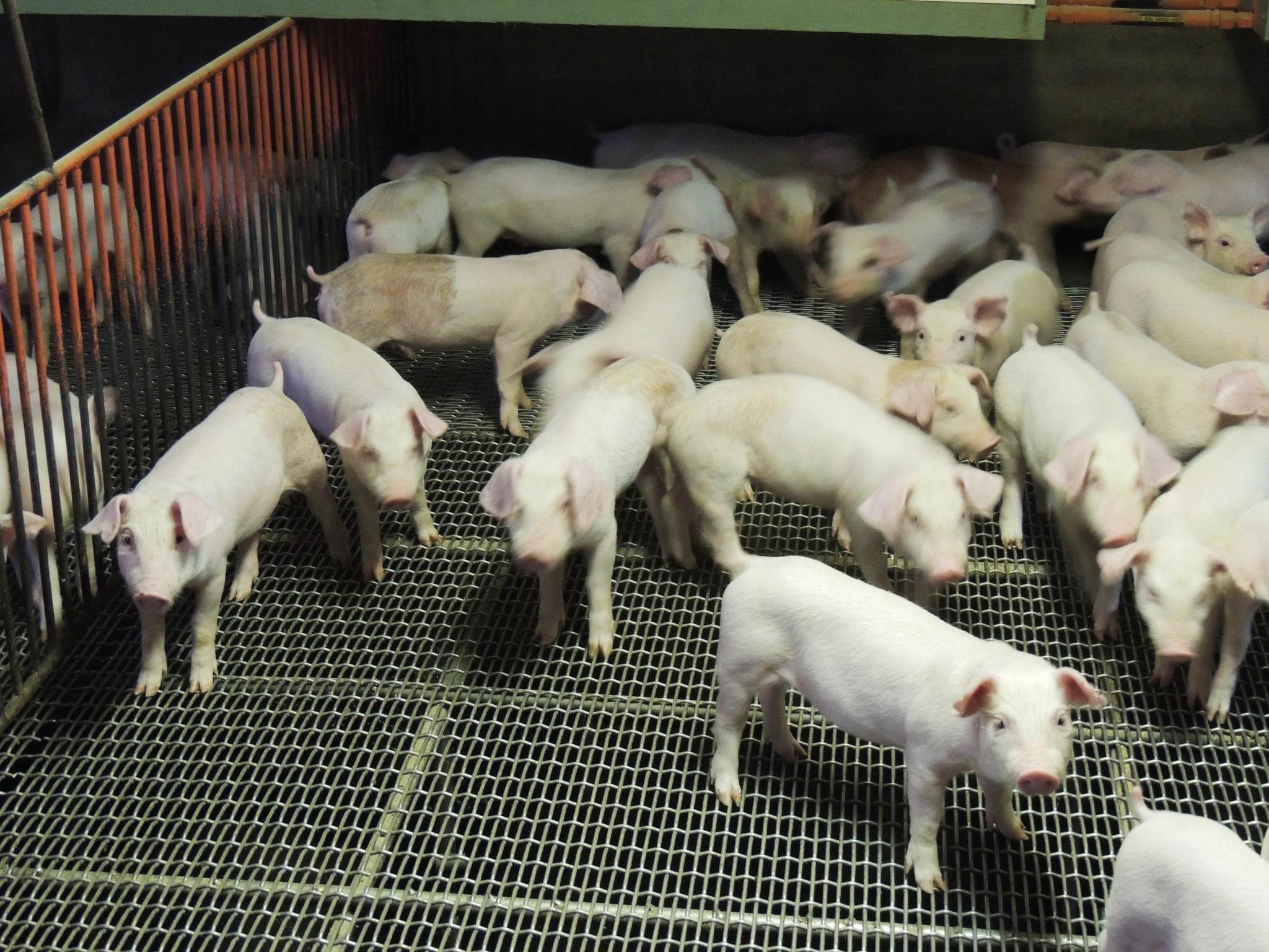 小豬在養育欄位中的日常景象，呈現農場基礎飼養環境。