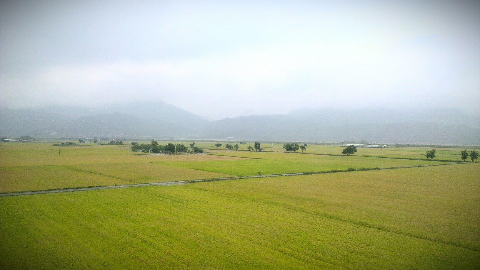 樸活合作農家飼養環境，開放通風的放養區讓山雞能自由行動。