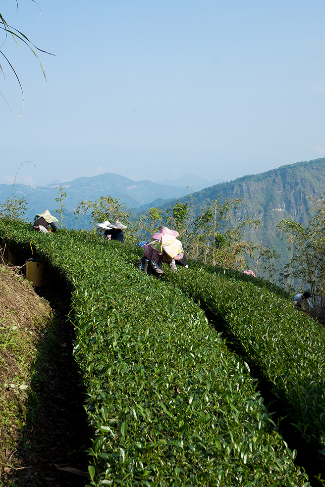阿里山茶園清晨，茶農以手工採摘一心二葉，呈現高山風土與人之間的節奏。