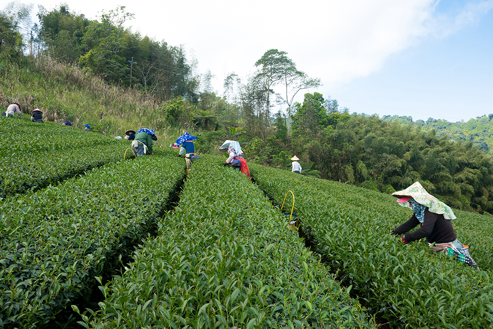 茶農在阿里山茶園進行採收作業，體現友善環境與用心管理的茶園風景。