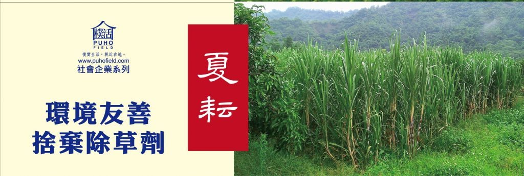 盛夏午後,樸活 Puhofield 友善環境耕作的甘蔗田上空,可見成群飛舞的蜻蜓。作為田野中的捕食者,蜻蜓的出現象徵著生態平衡與無農藥干擾的潔淨土地,是台灣在地農業最真實的生態認證。