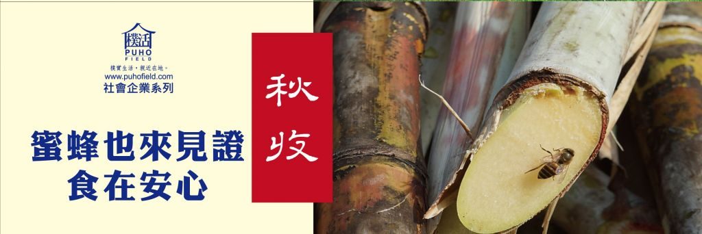 樸活 Puhofield 友善耕作甘蔗採收現場,一隻蜜蜂正停駐在甘蔗斷面的切口上吸食蔗汁。這畫面證明了無農藥的友善環境與第一道蔗汁的天然香氣,是昆蟲為台灣在地農業背書的最真實寫照。
